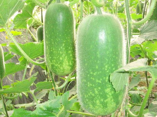 文安吃瓜爆料视频大全